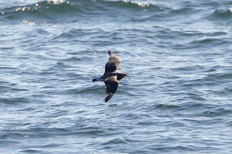 Pomerine Jaeger by Richard George
