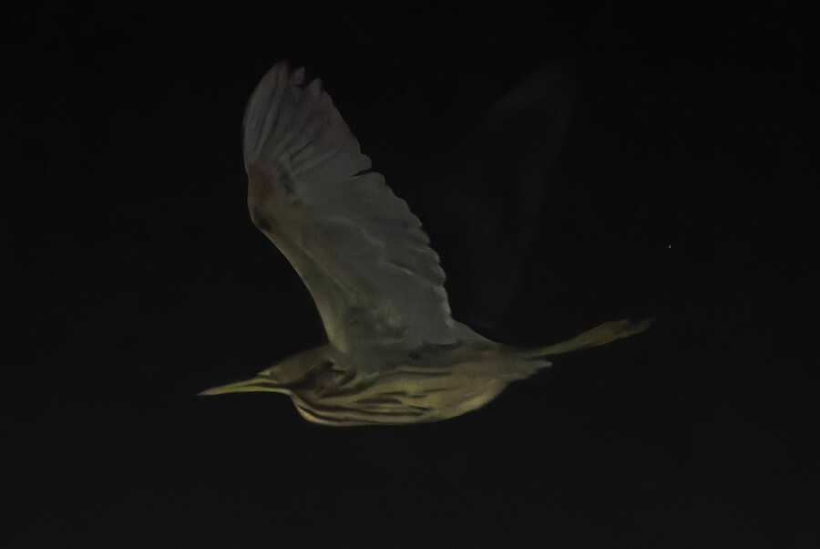 American Bittern at Sea by David Mathieu