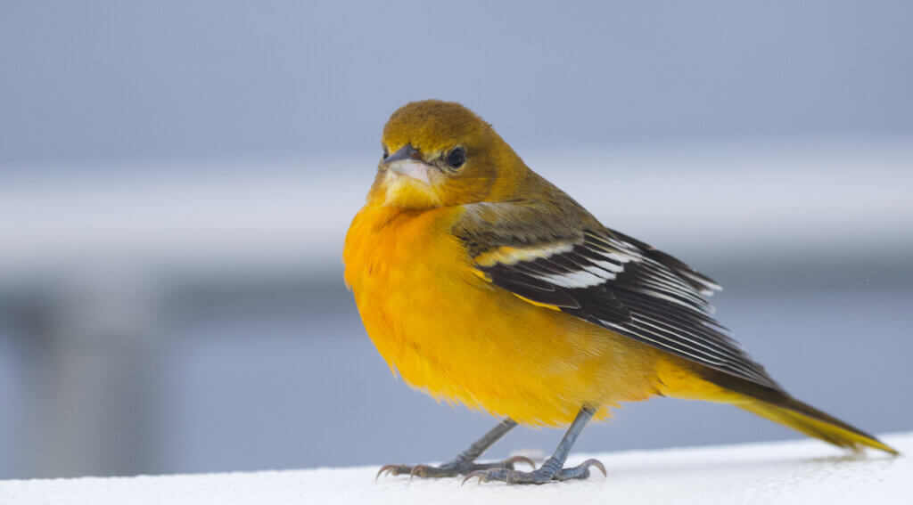 Baltimore Oriole at Sea by Will Sweet
