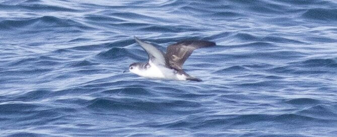 Barolo Shearwater by Max Chalfin-Jacobs