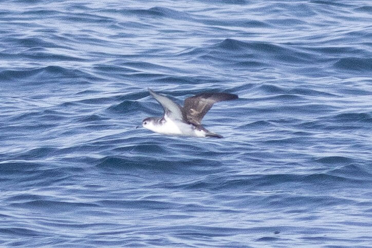 Barolo Shearwater by Max Chalfin-Jacobs