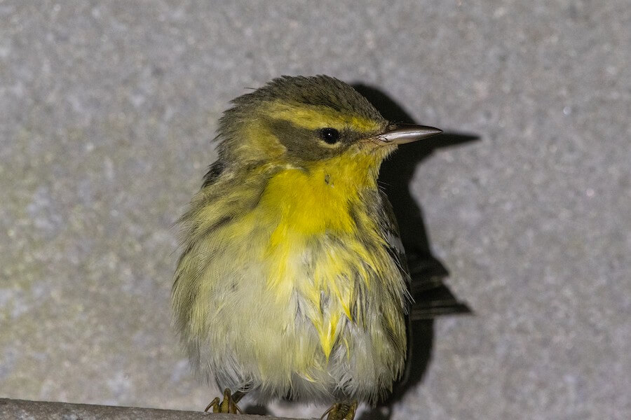 Blackburnian Warbler