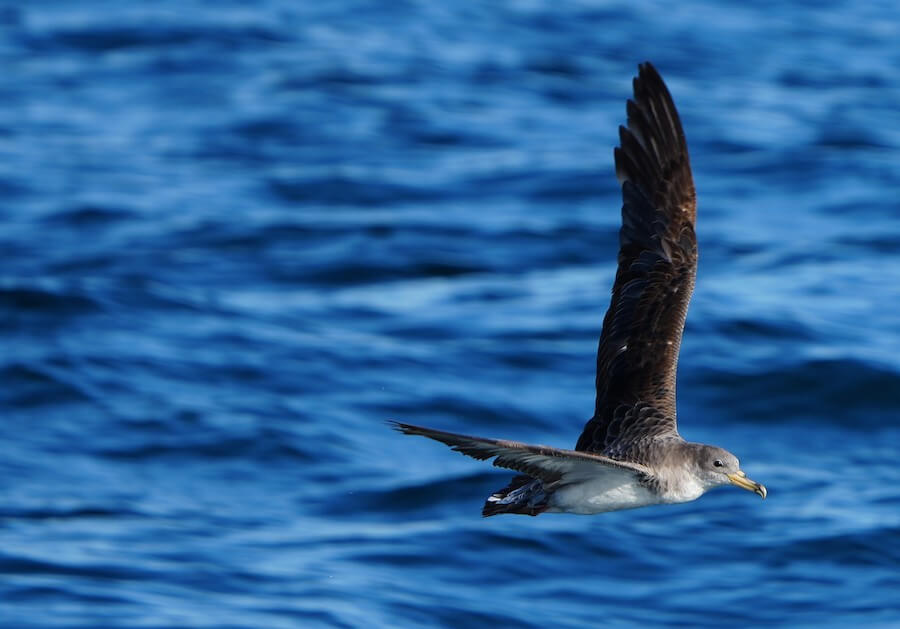 Corys Shearwater by Nevine Jacobs