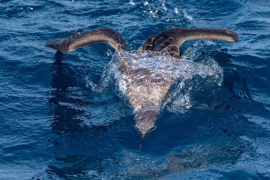 Great Shearwater by Cody Limber