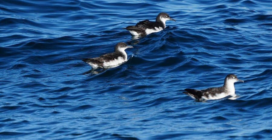 Manx Shearwater by Nevine Jacobs