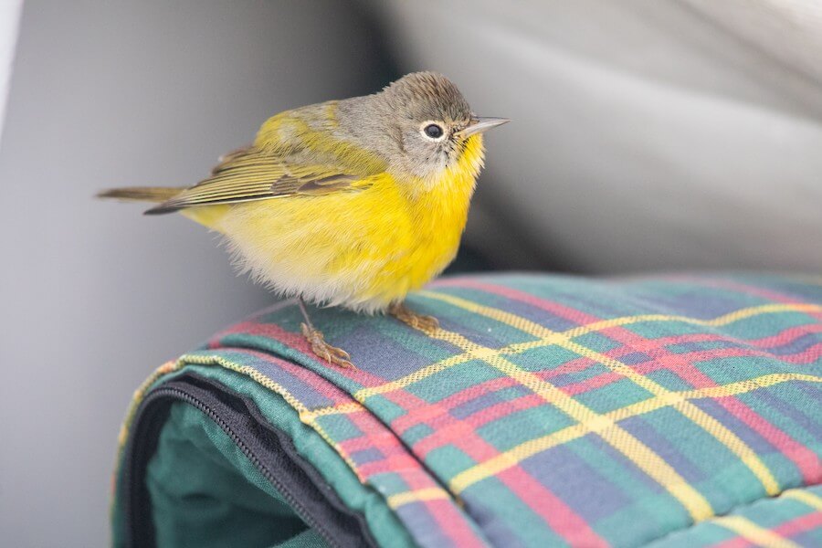 Nashville Warbler by Cameron Johnson
