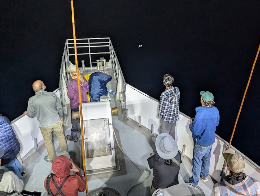 Pelagic Observers by Lily Morello