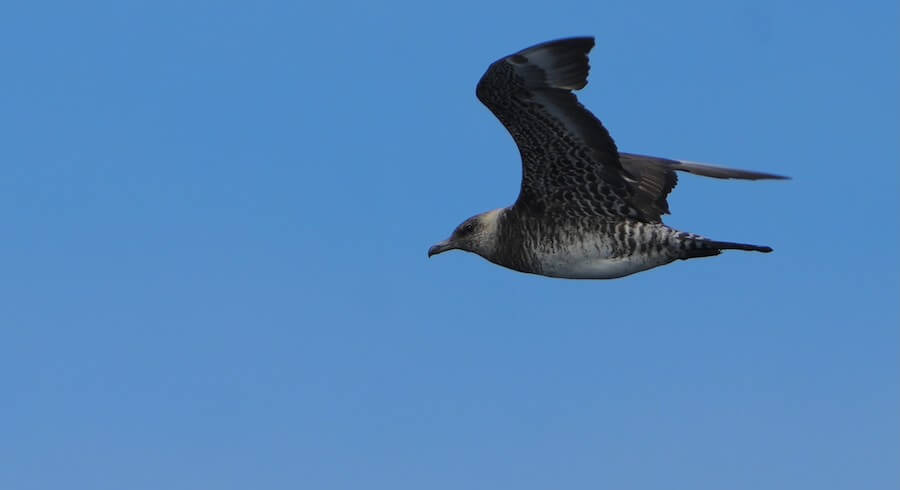 Pomarine Jaeger by Nevine Jacobs