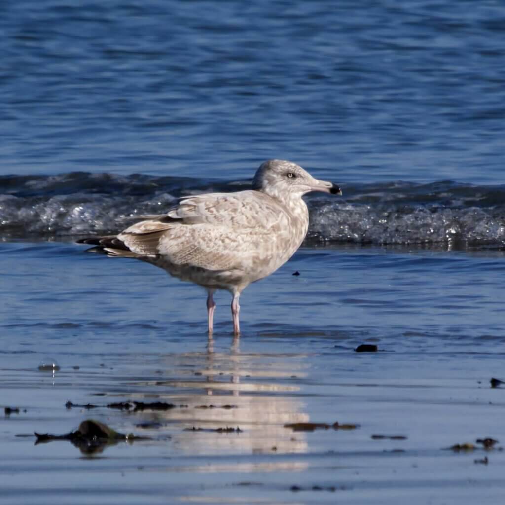 2nd Cycle Probable "Great Lakes" Herring Gull