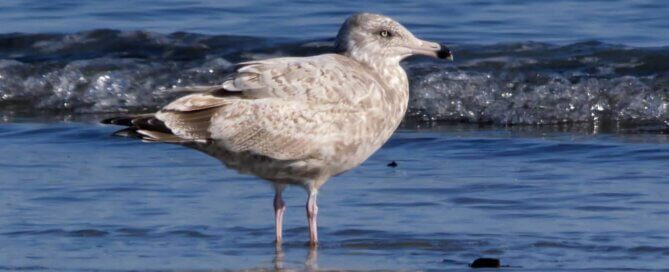 2nd Cycle Probable "Great Lakes" Herring Gull