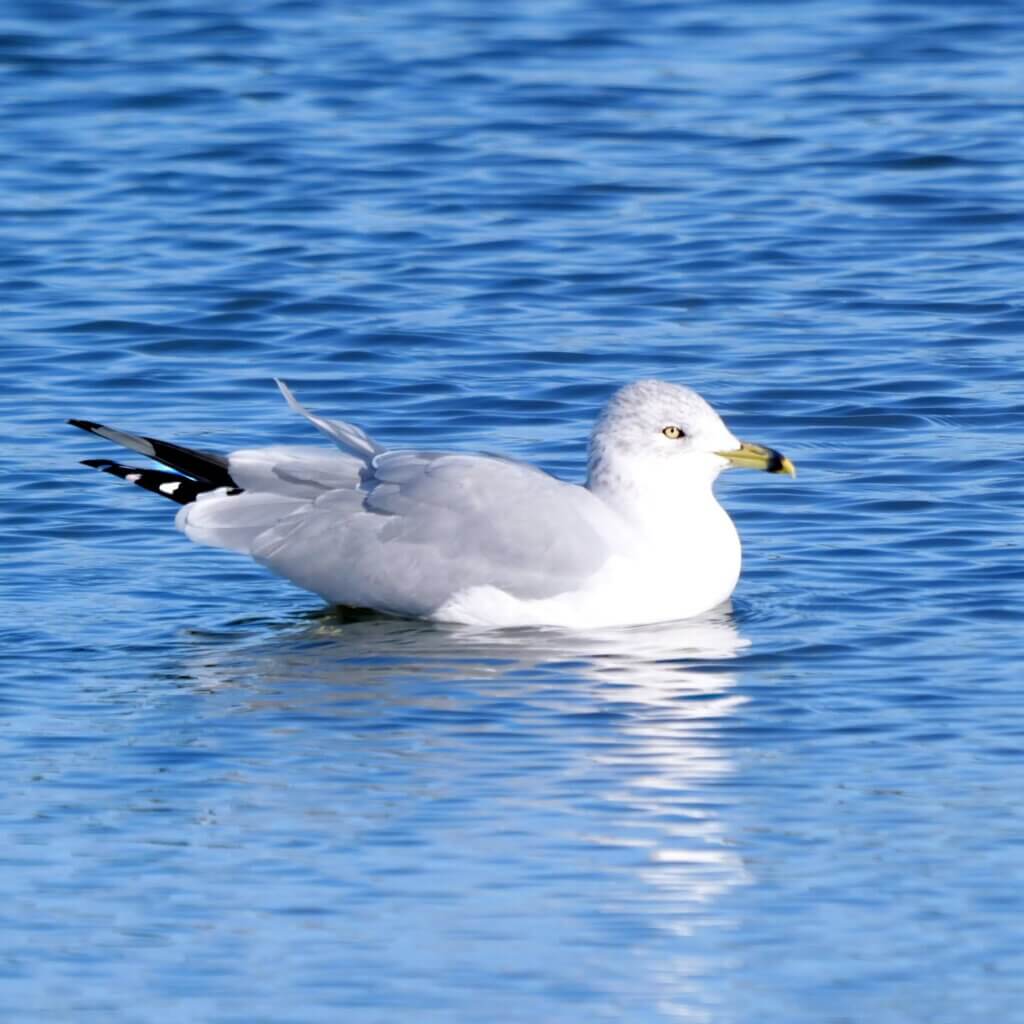 Adult Ring Billed Gull