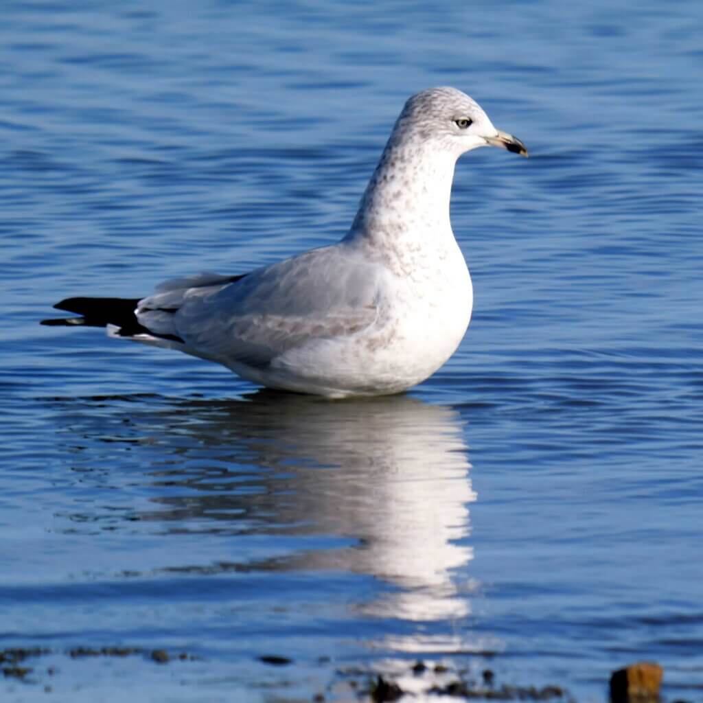 3rd Cycle Ring Billed Gull