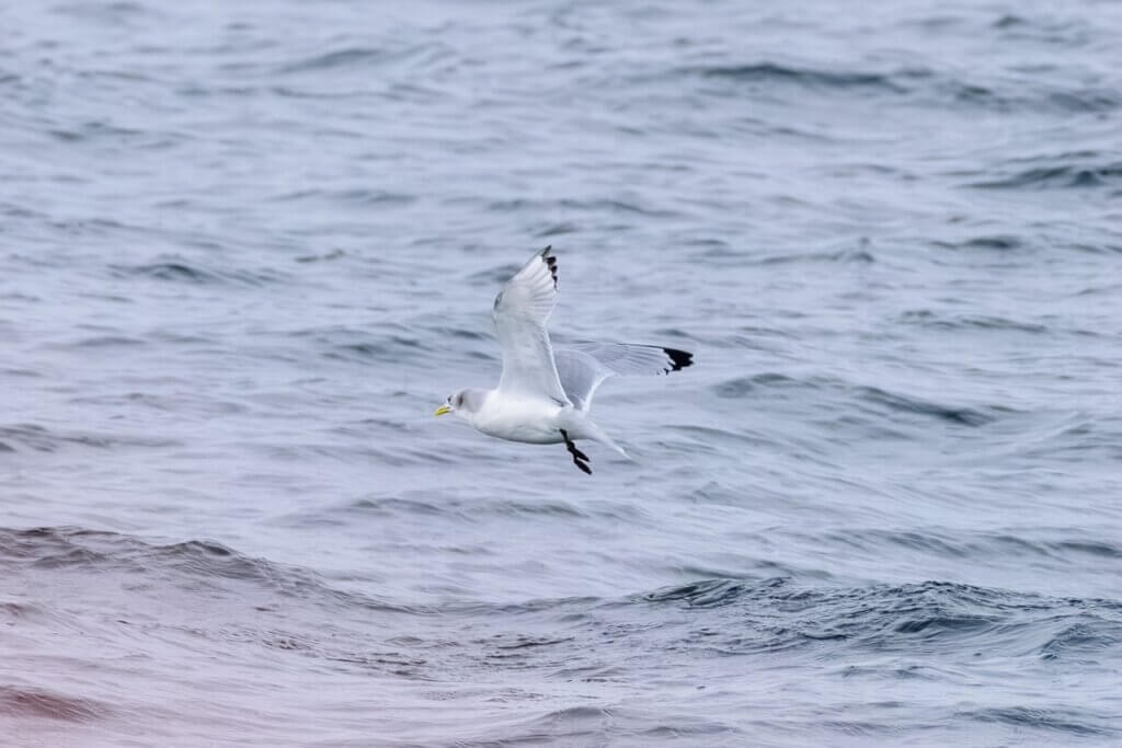 Black legged Kittiwake