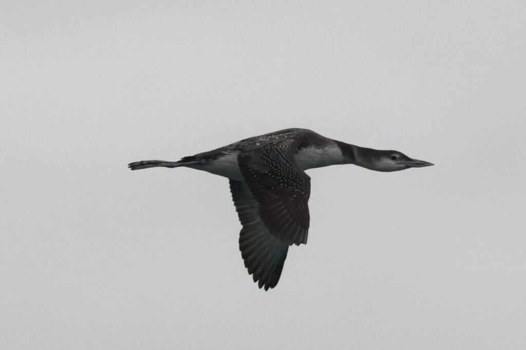 Common Loon in Flight