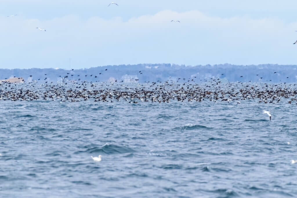 Eider Flock