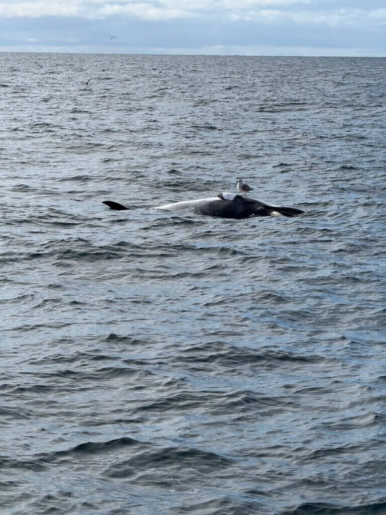 Great Black Gulll on Minke Whale