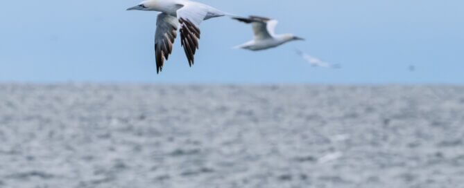 Gannets