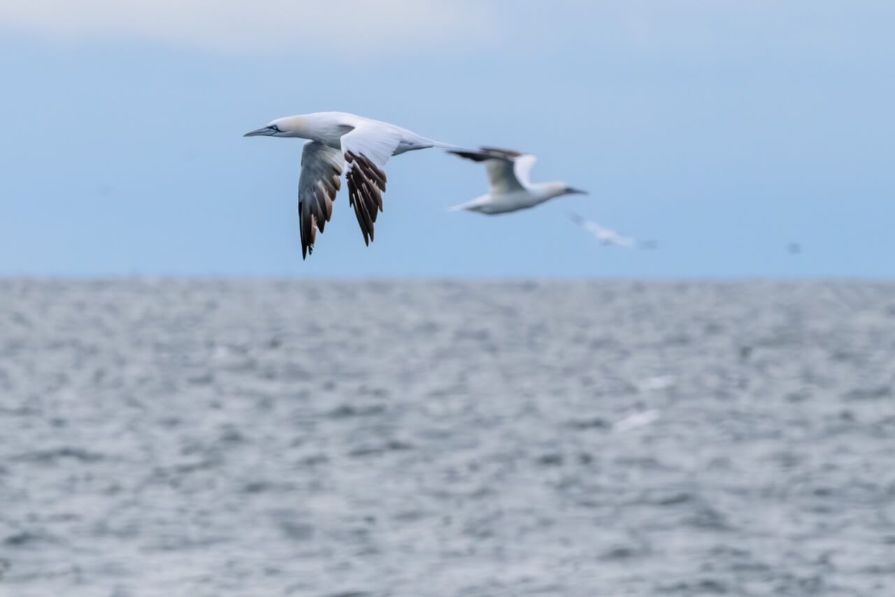 Gannets