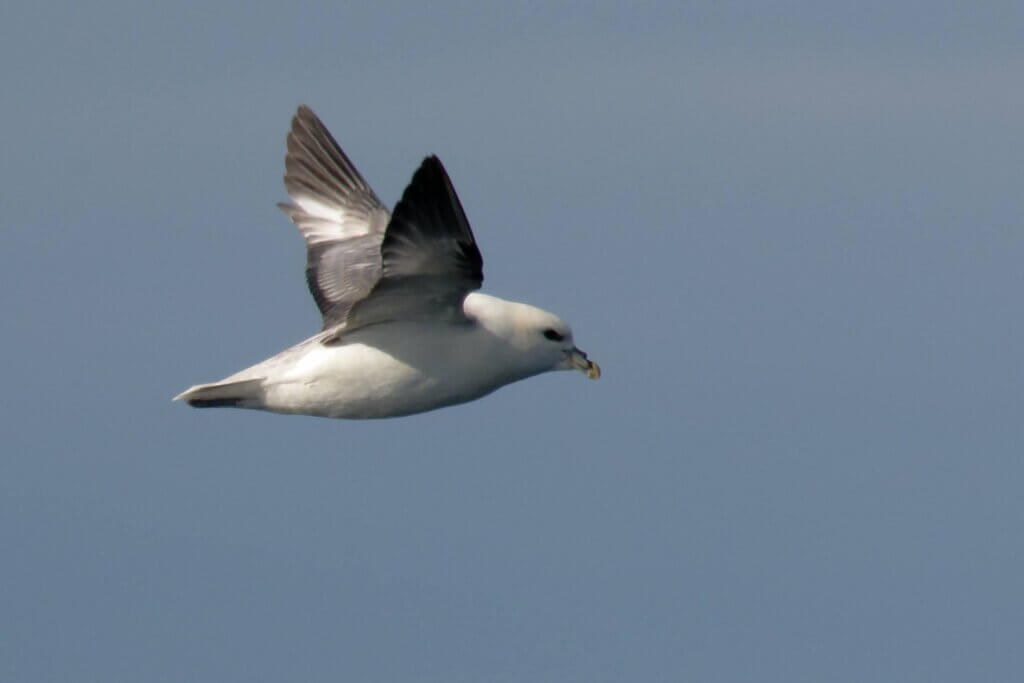 Northern Fulmar