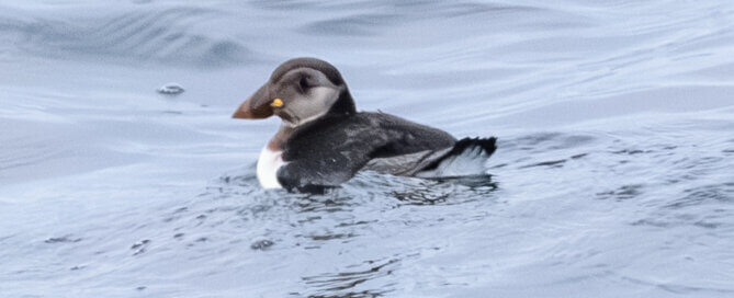 Puffin
