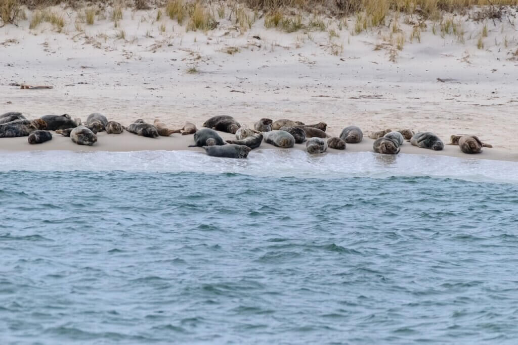 Seals Loafing