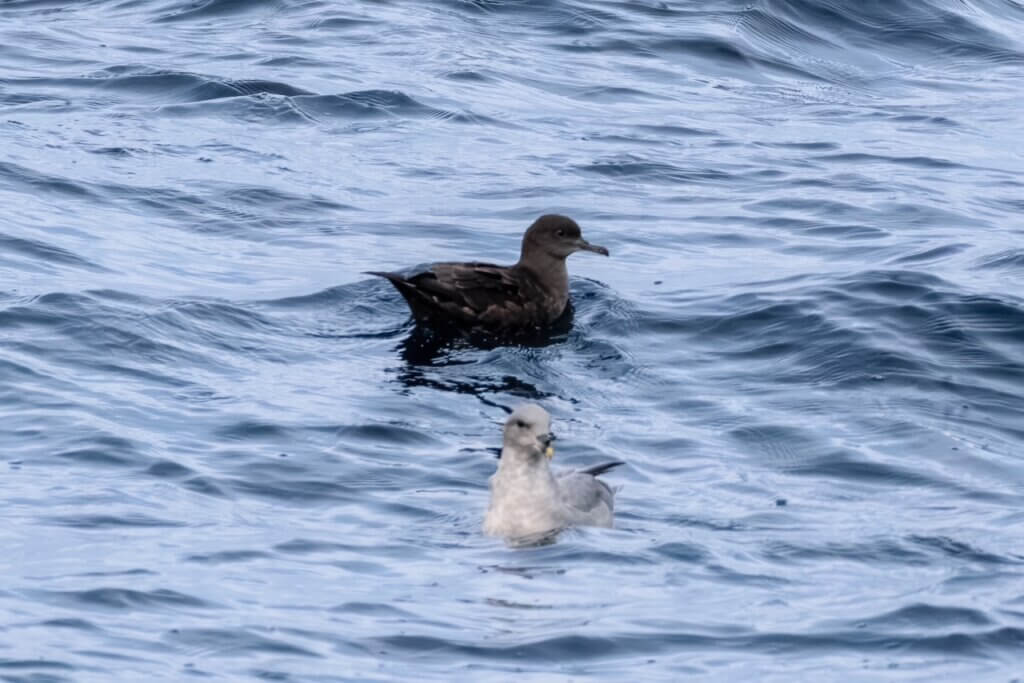 Sooty Sherwater & Norther Fulmar