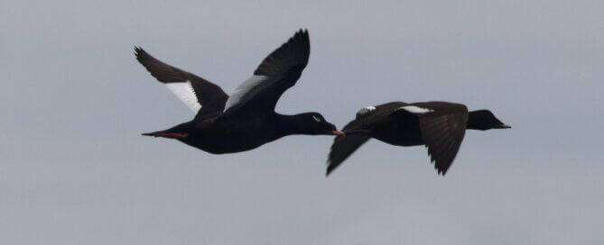 White Winged Scoter