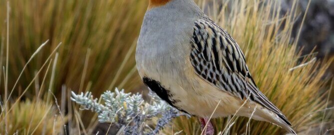 Tawny Throated Dotterel