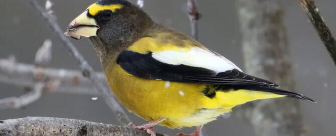 Evening Grosbeak