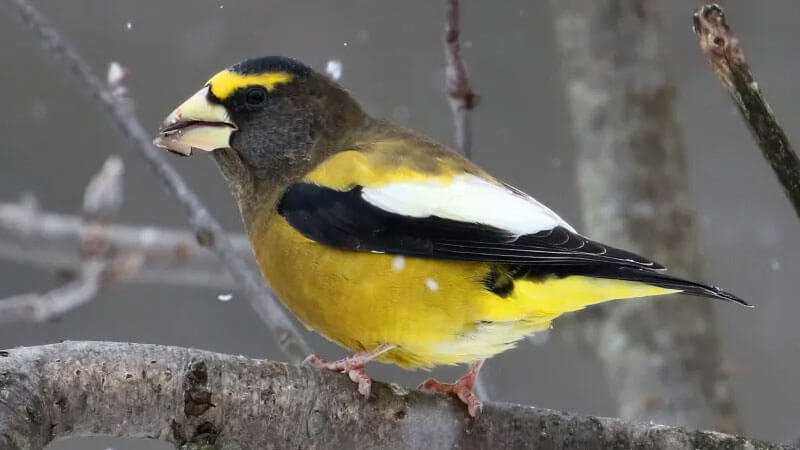 Evening Grosbeak