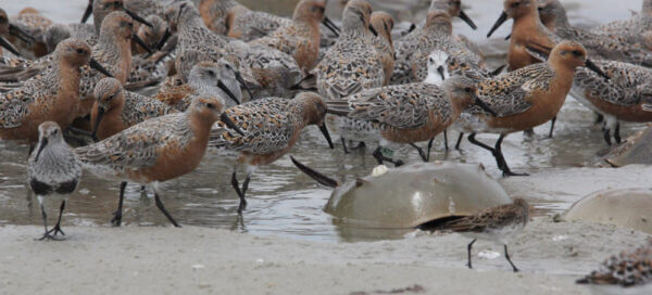 Red knots feeding amongst spawning horseshoe crabs