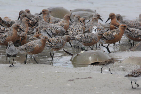 Red knots feeding amongst spawning horseshoe crabs