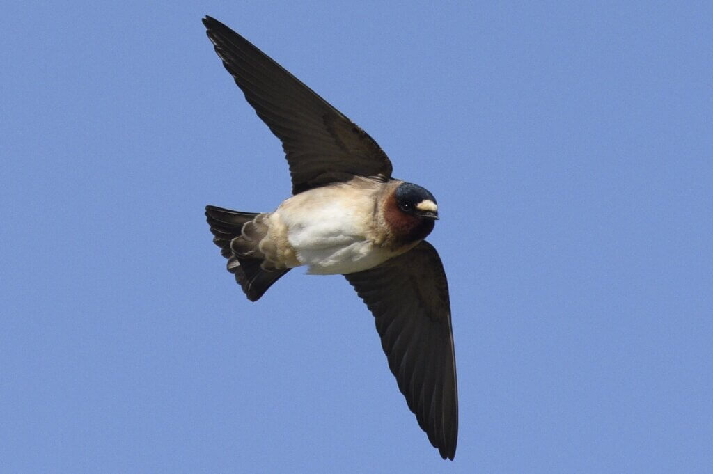 Cliff Swallow in Flight.