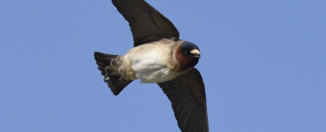 Cliff Swallow in Flight.