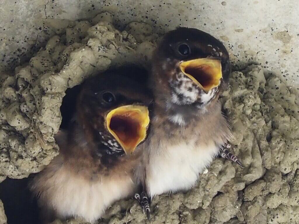 Cliff Swallow Chicks in Nest
