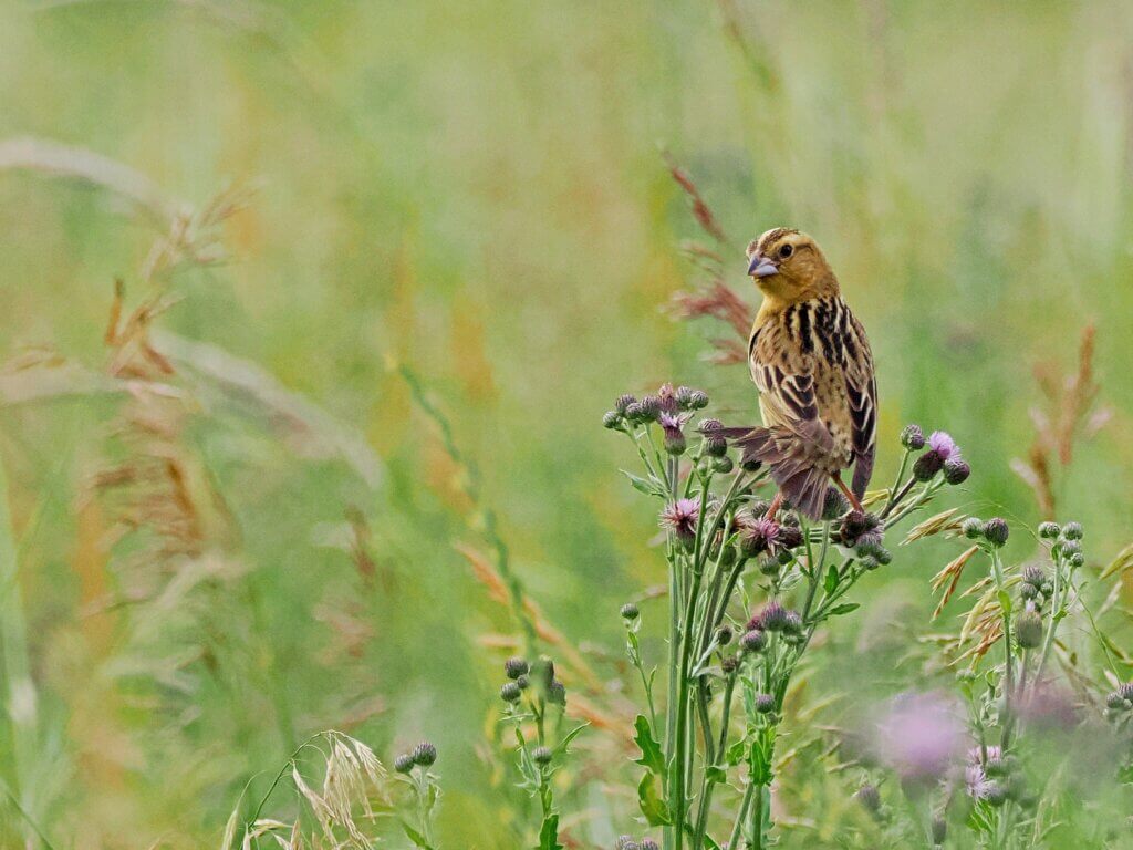 Female Bobolink