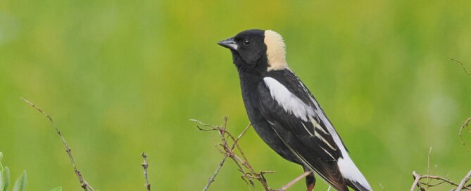 Male Bobolink