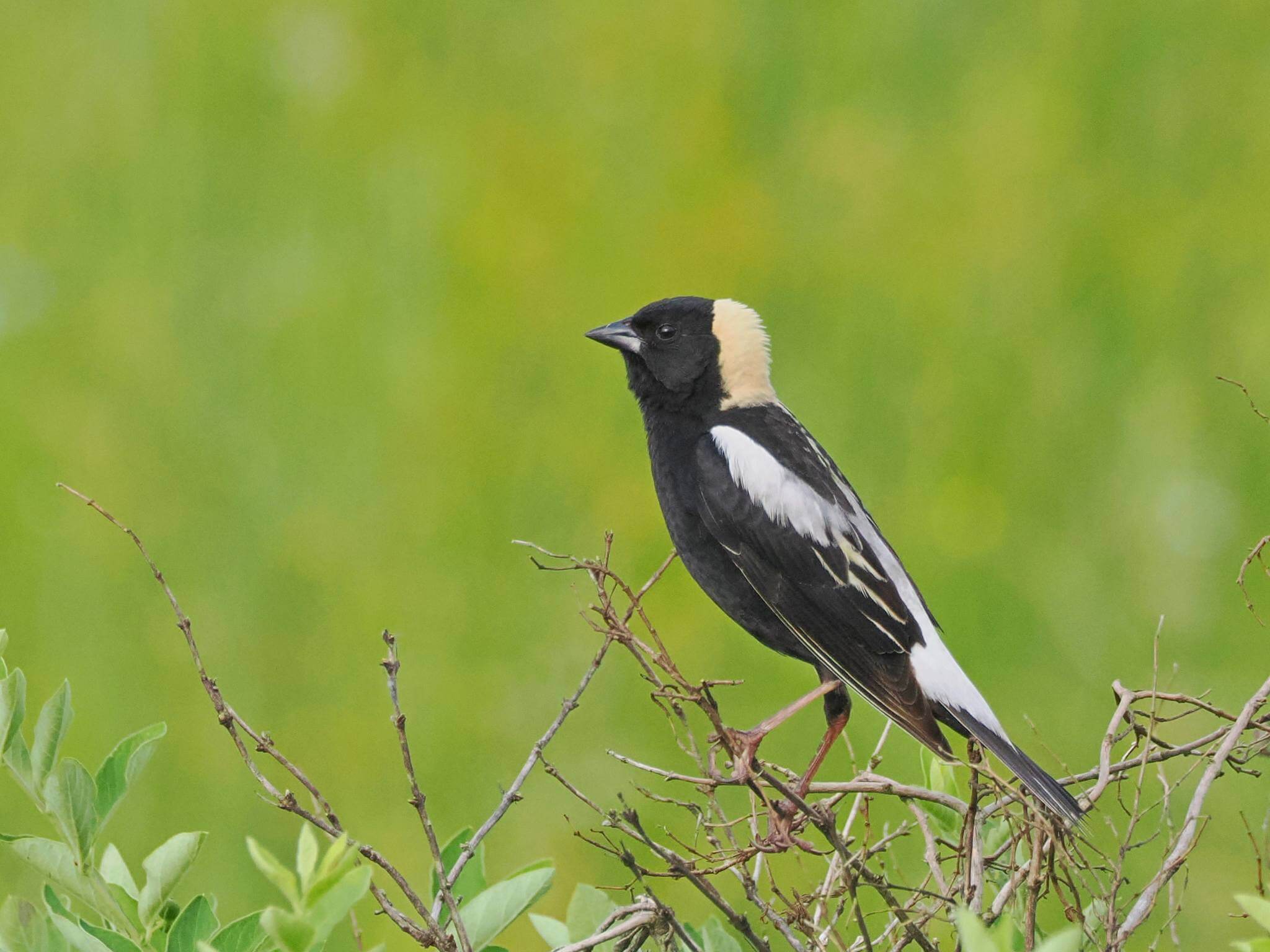 Male Bobolink