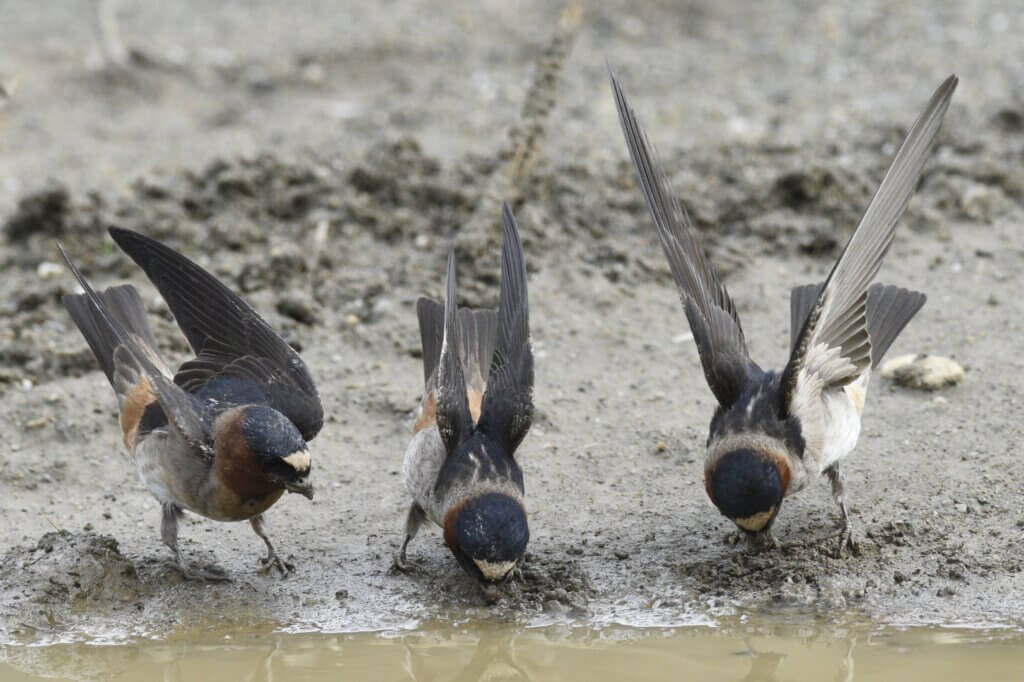 Cliff Swallows Collecting Mud for Nest