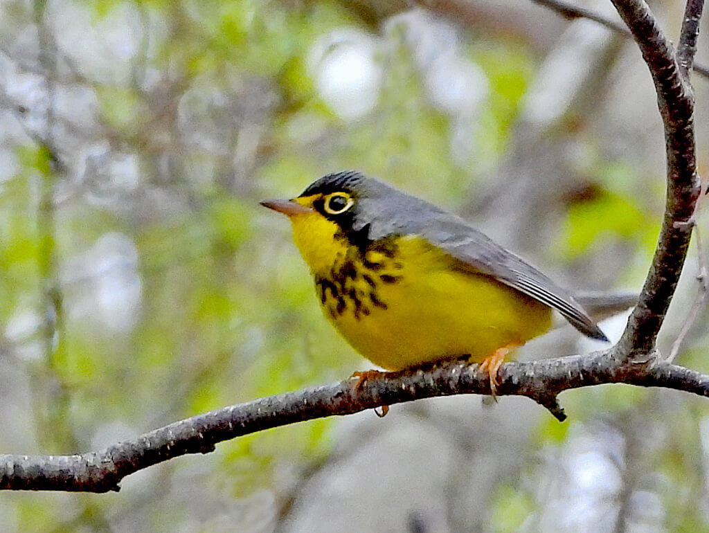 Male Canada Warbler