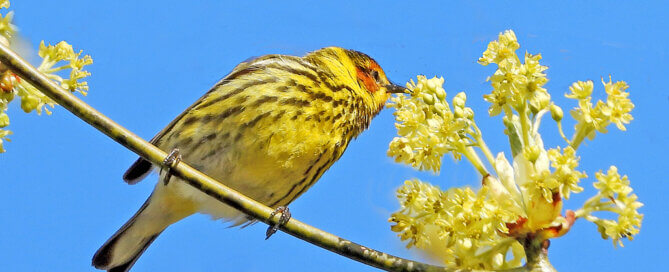 Male Cape May Warbler