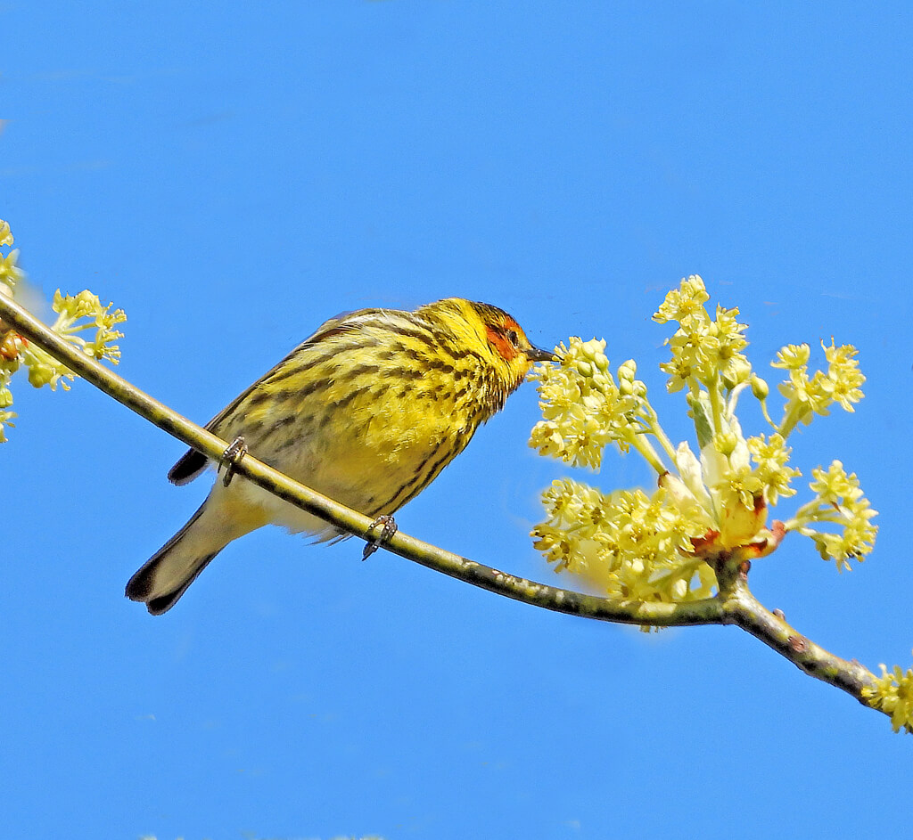 Male Cape May Warbler