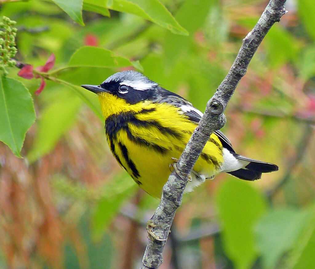 Male Magnolia Warbler