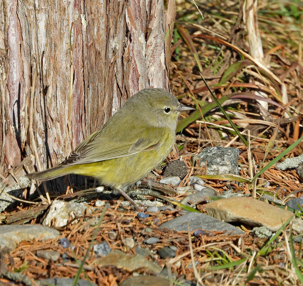 Orange Crowned Warbler