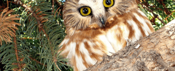 Saw-Whet Owl