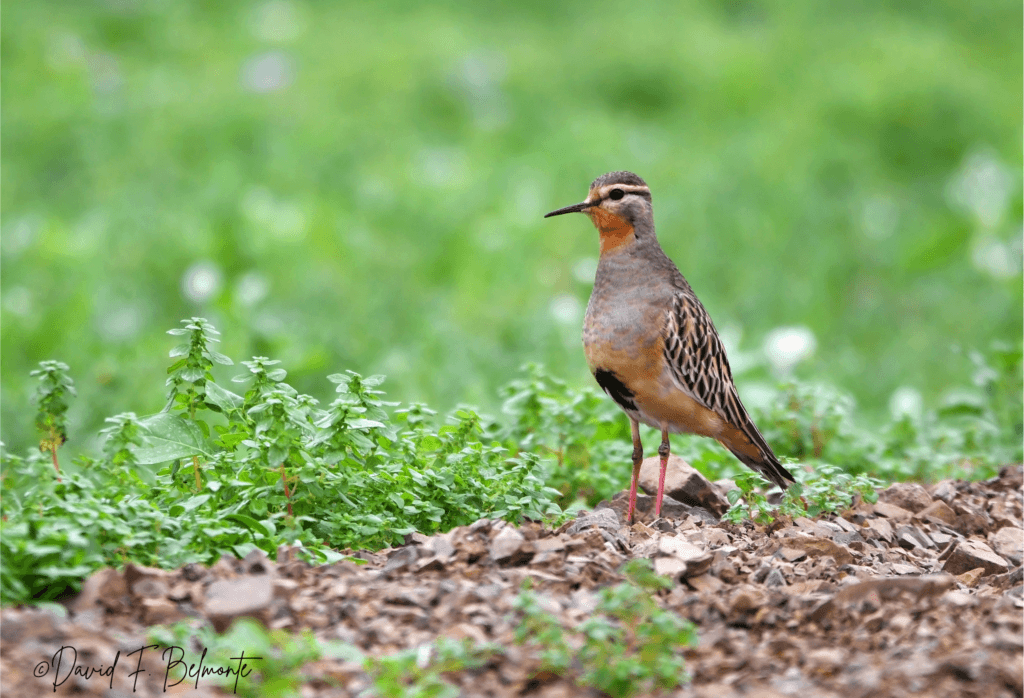 Tawny-throated Dotterel at Lomas de Lachay