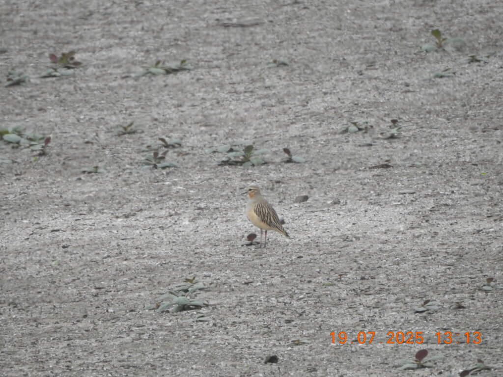 Tawny-throated Dotterel at Lomas de Lachay
