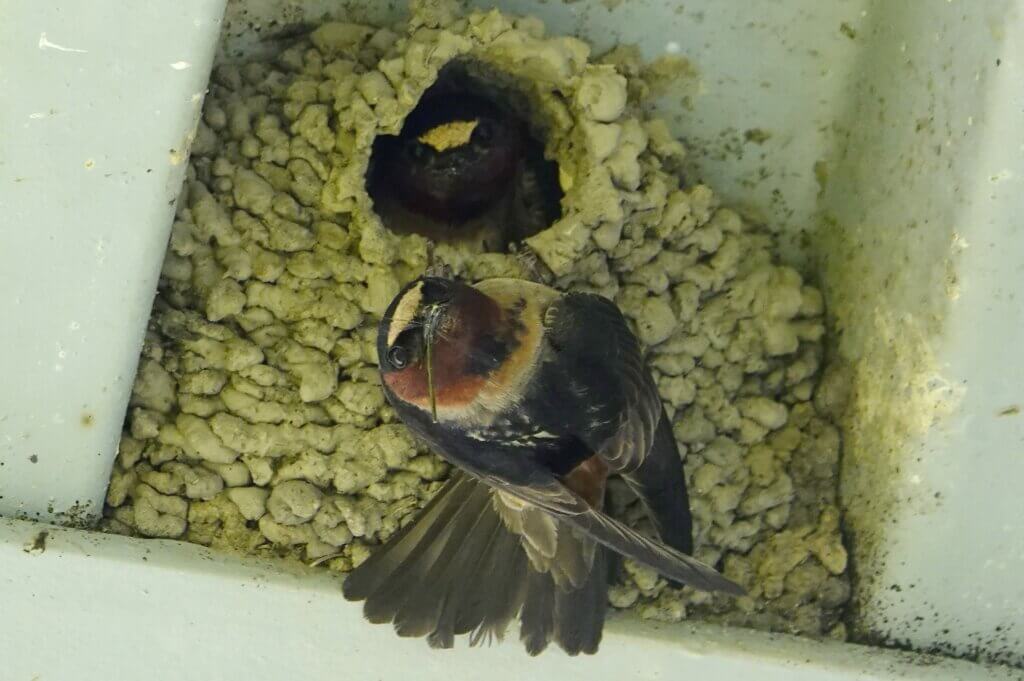Cliff Swallows at Nest