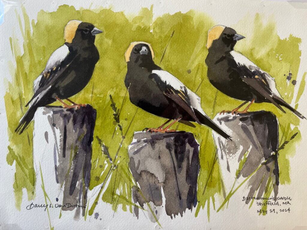 Original Bobolinks Watercolor by Barry Van Dusen
