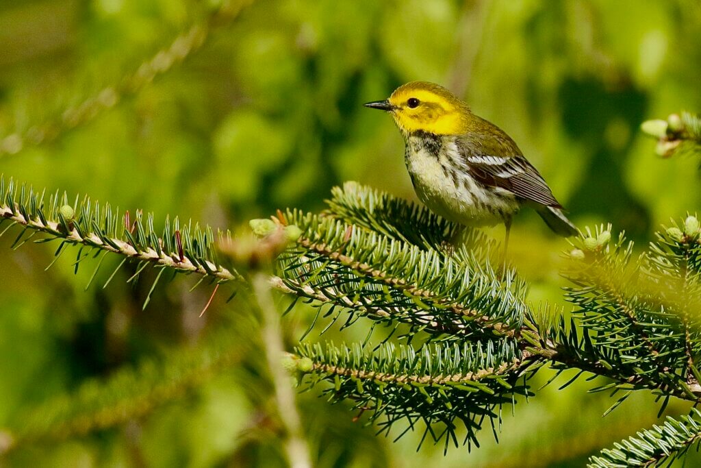 Black Throated Green Warbler